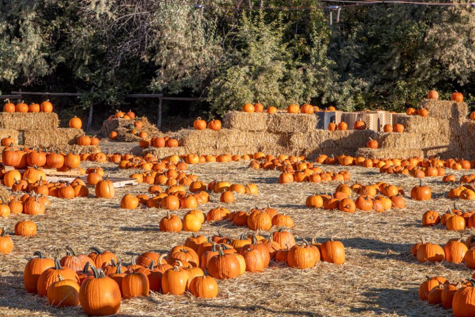 USA-2022-Dag-29-1001