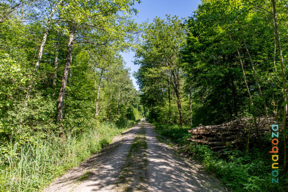 Zwarte Woud Dag 04-12312484