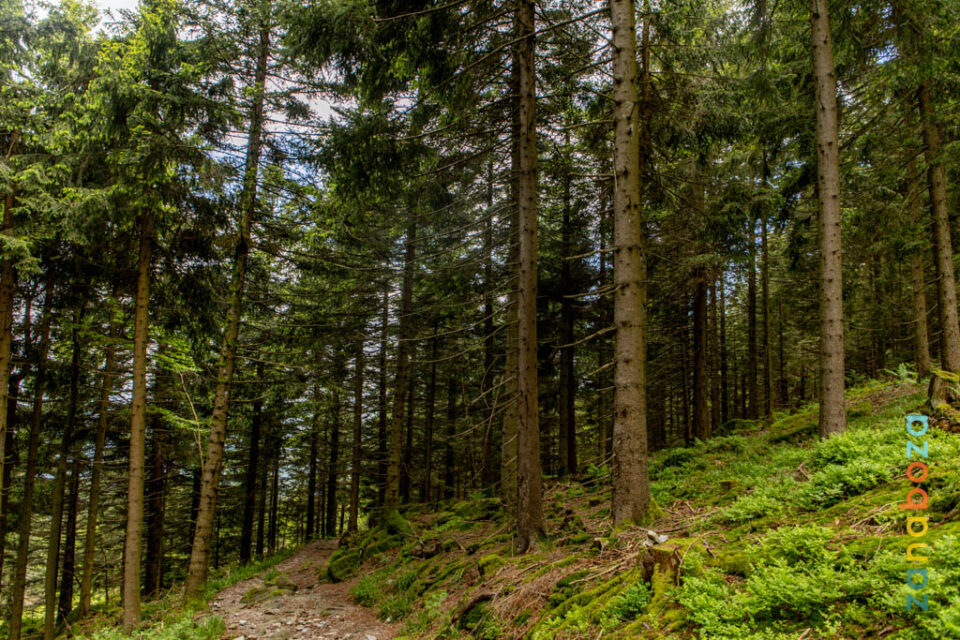 Zwarte Woud Dag 08-12312517