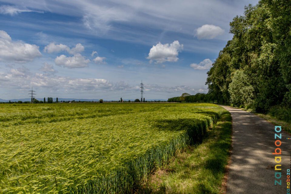 Zwarte Woud Dag 09-12312482