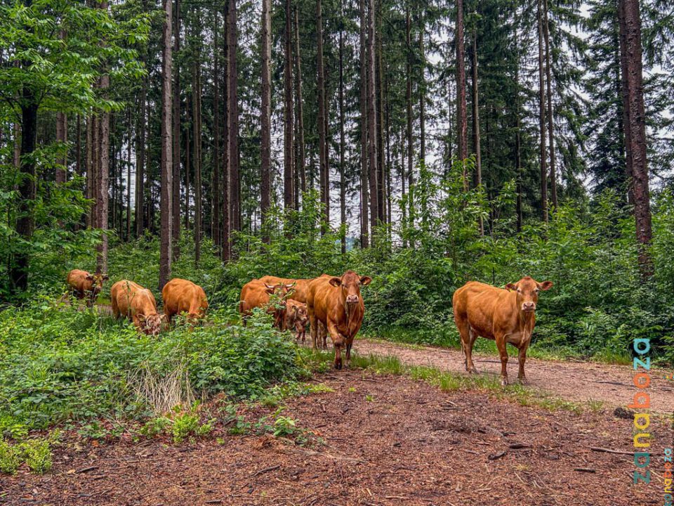 Zwarte Woud Dag 13-12312480