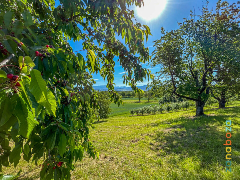 Zwarte Woud Dag 16-12312482